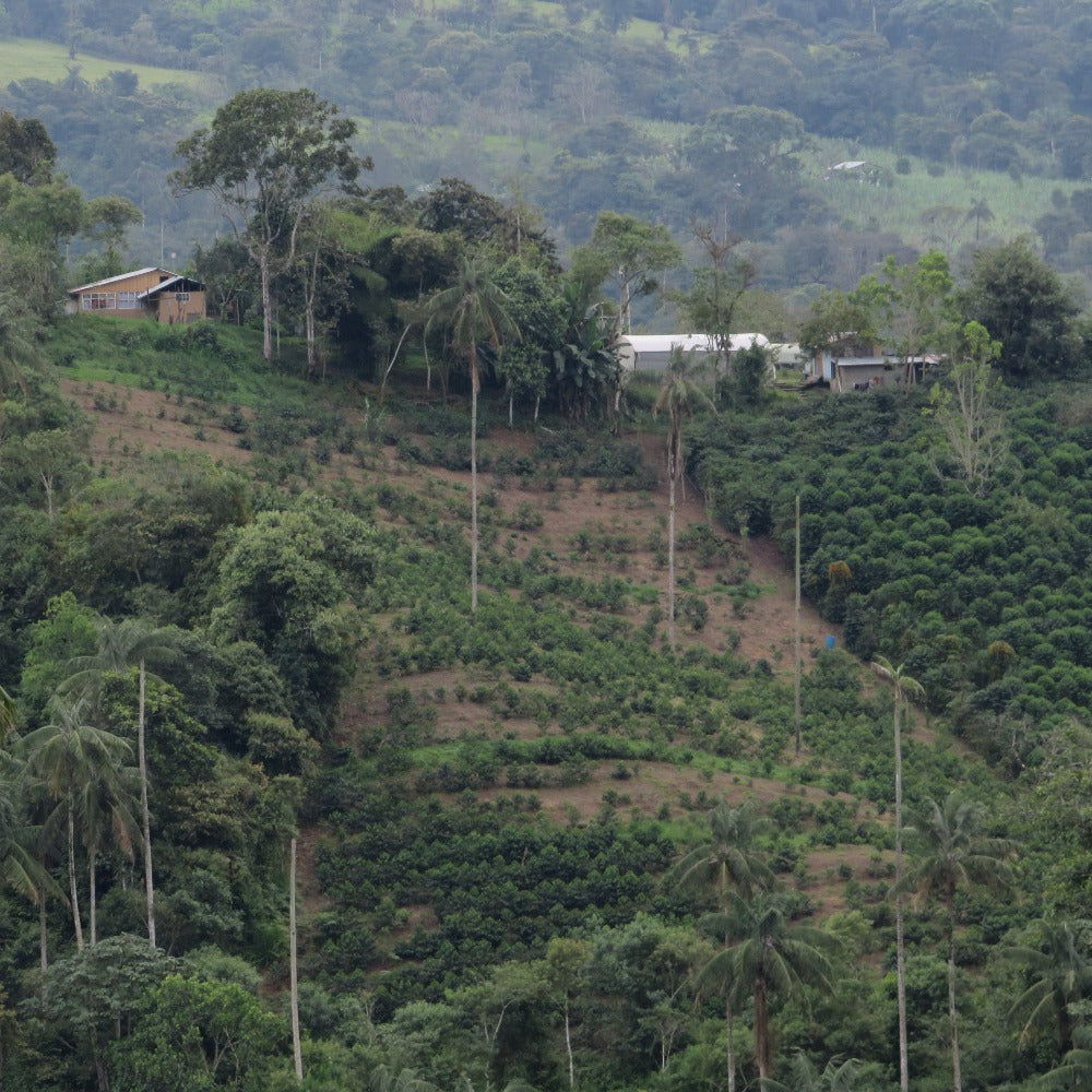 San Agustin Sidra Ecuador - Filter Coffee