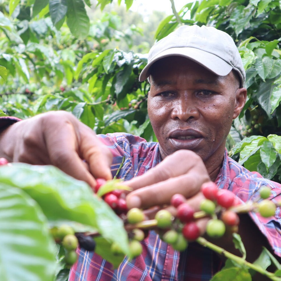 Matunda Meru Town Kenya - Single Origin Espresso