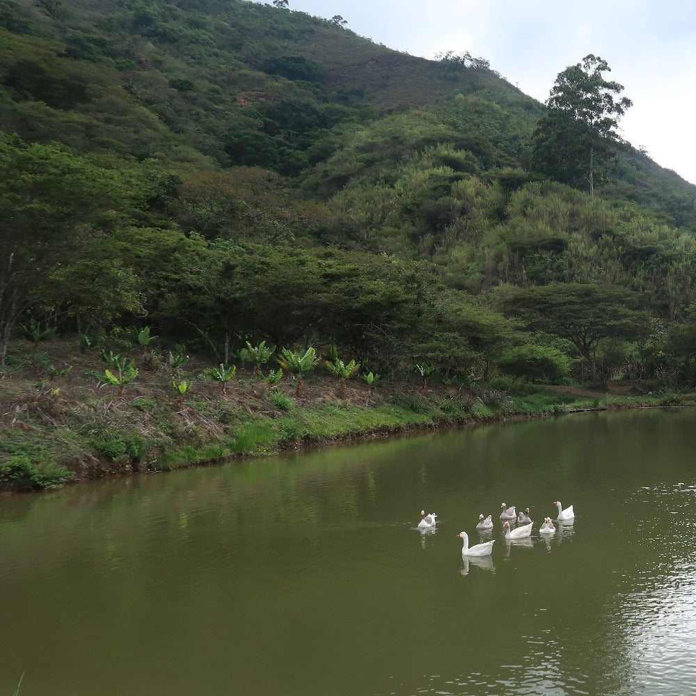 Meridiano Typica - Ecuador - Filter Coffee