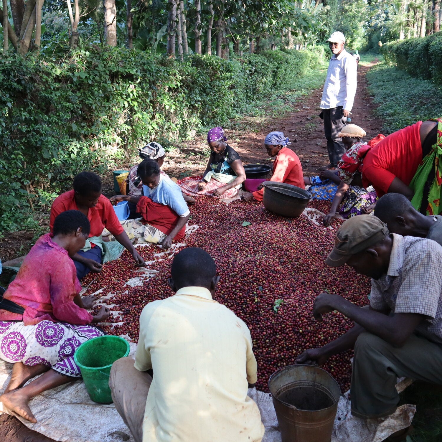 Matunda Meru Town Kenya - Single Origin Espresso