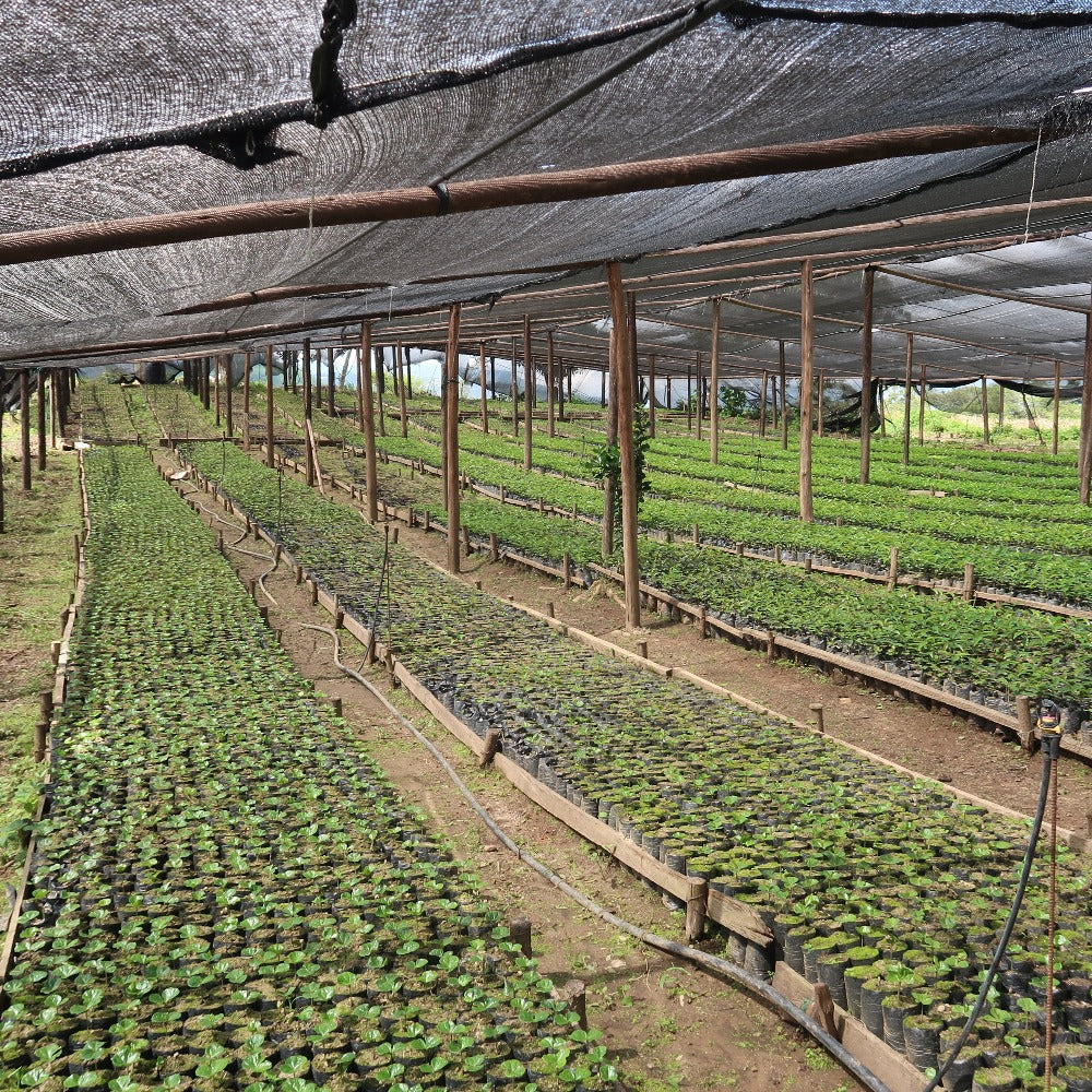 El Dorado Wush Wush Ecuador - Single Origin Espresso