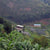 Single Origin Espresso - Remera Classic Rwanda