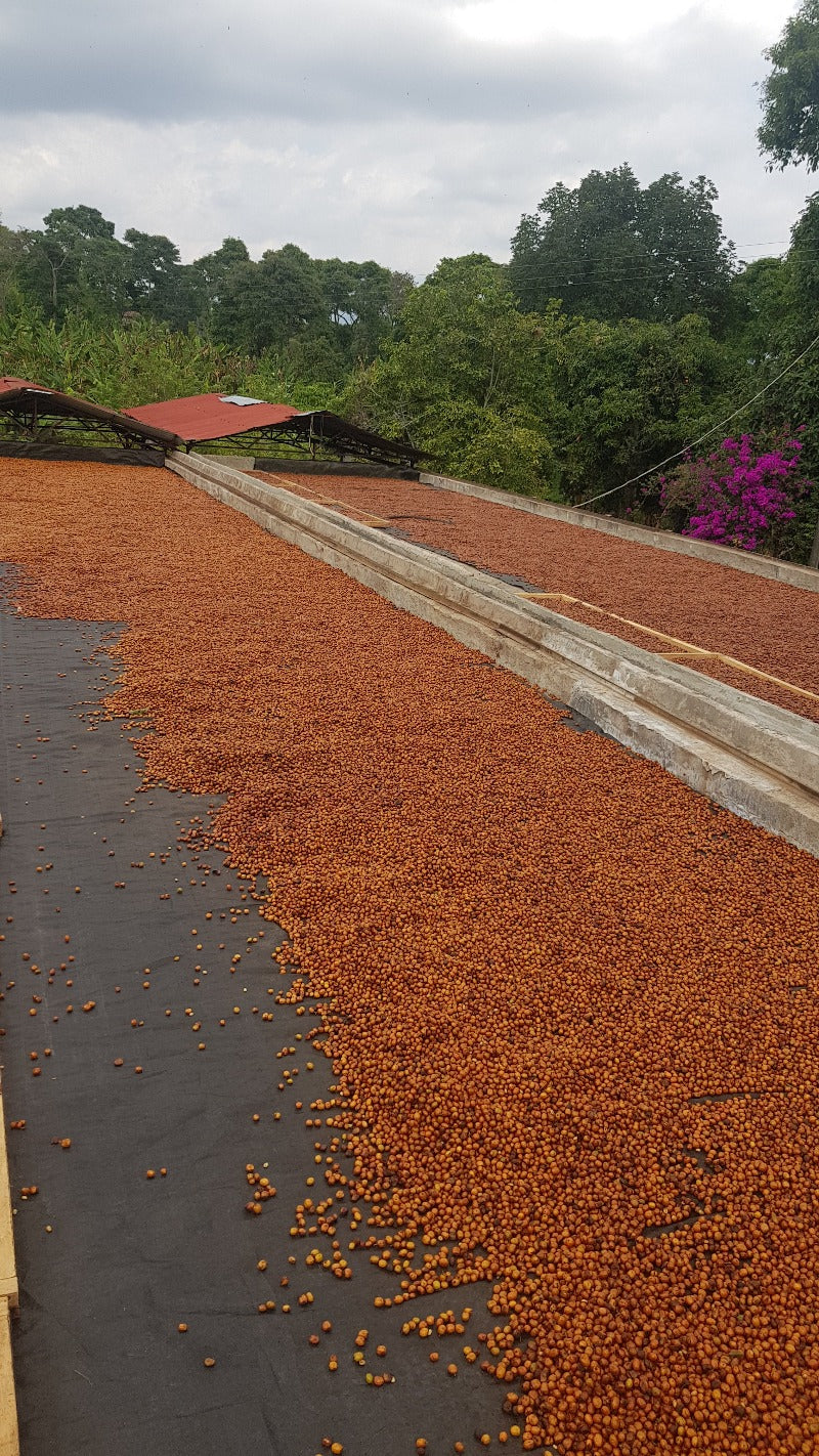 Finca Las Marias Wush Wush - Colombia
