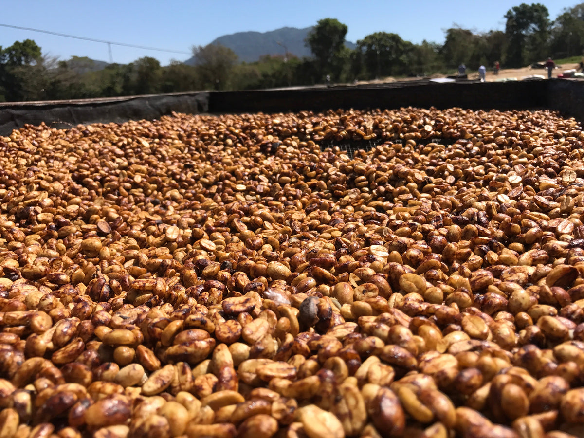 Single Origin Espresso - Finca Santa Matilde El Salvador