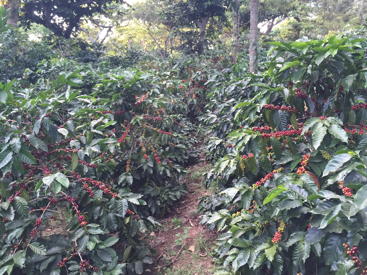 Single Origin Espresso - Finca Santa Matilde El Salvador