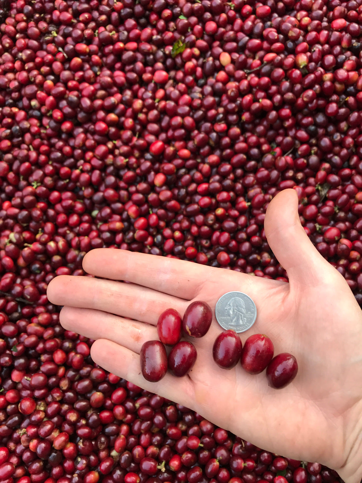 Single Origin Espresso - Finca Santa Matilde El Salvador