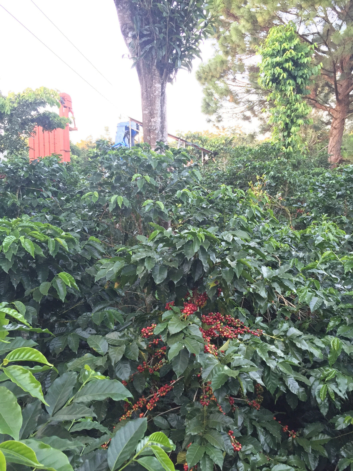 Single Origin Espresso - Finca Santa Matilde El Salvador