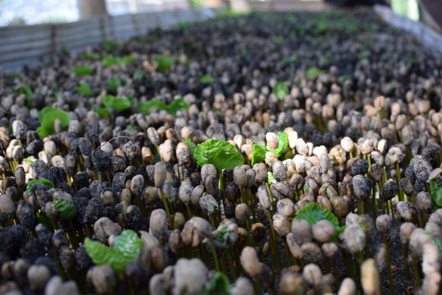 Santa Clara Caturra, Castillo - Colombia - Filter Coffee