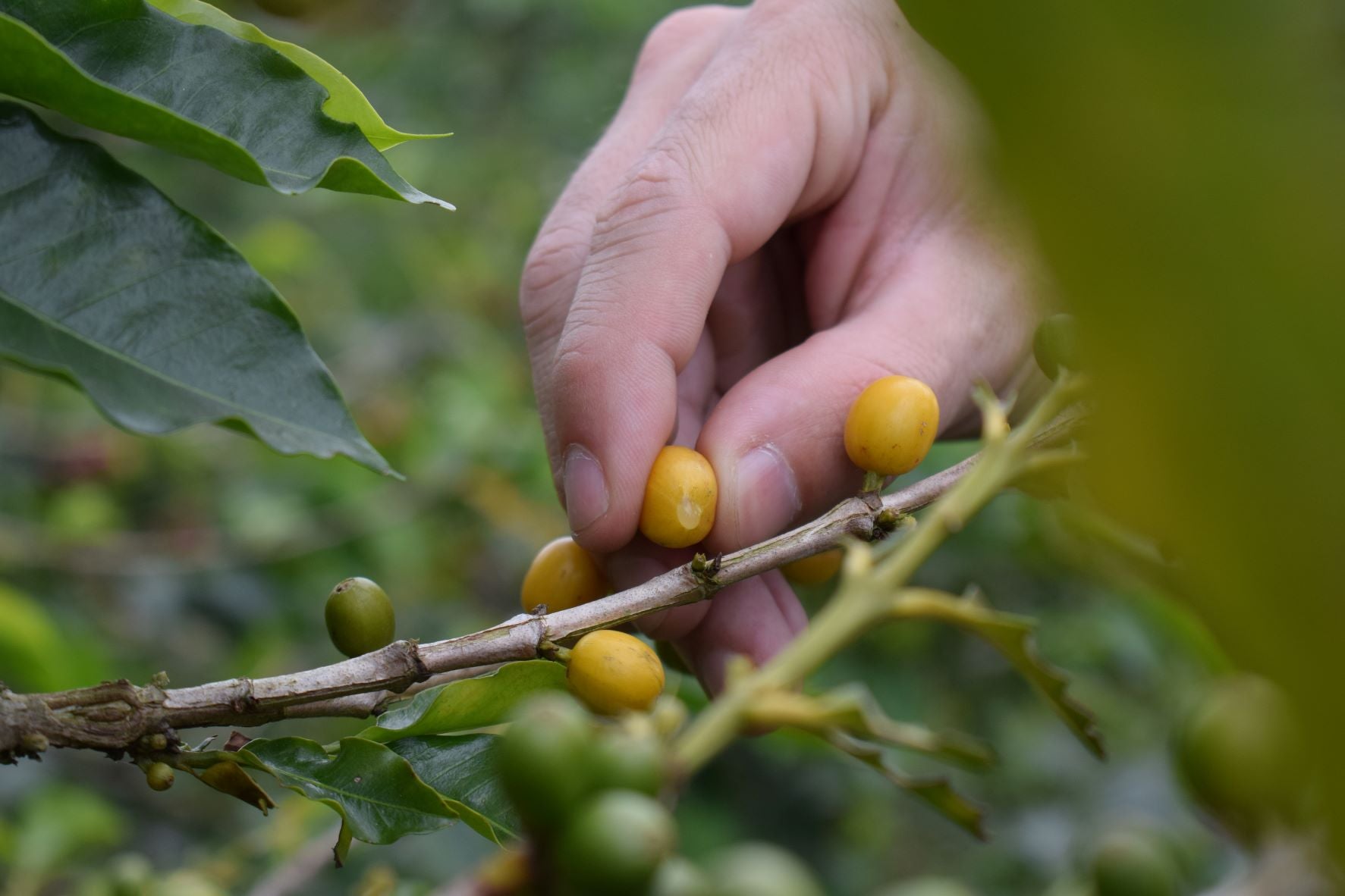 Rio Dulce Gran Reserva Natural - Geisha - Colombia