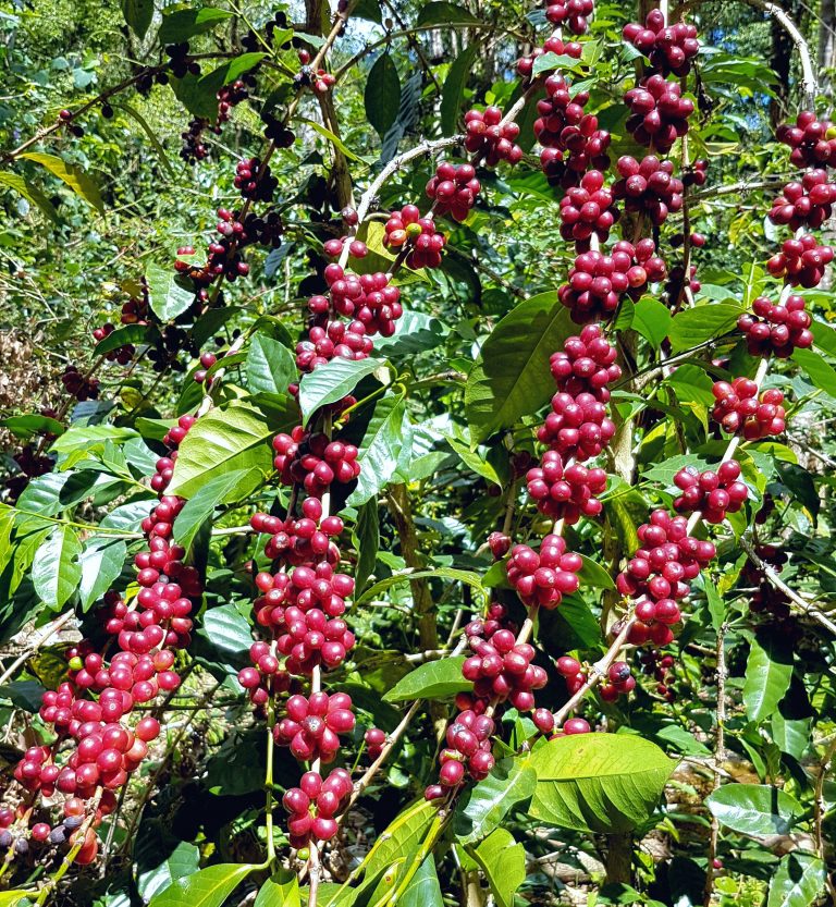 Abu Coffee - Jose Luttrell, Geisha - Panama