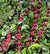 Abu Coffee - Jose Luttrell, Geisha - Panama