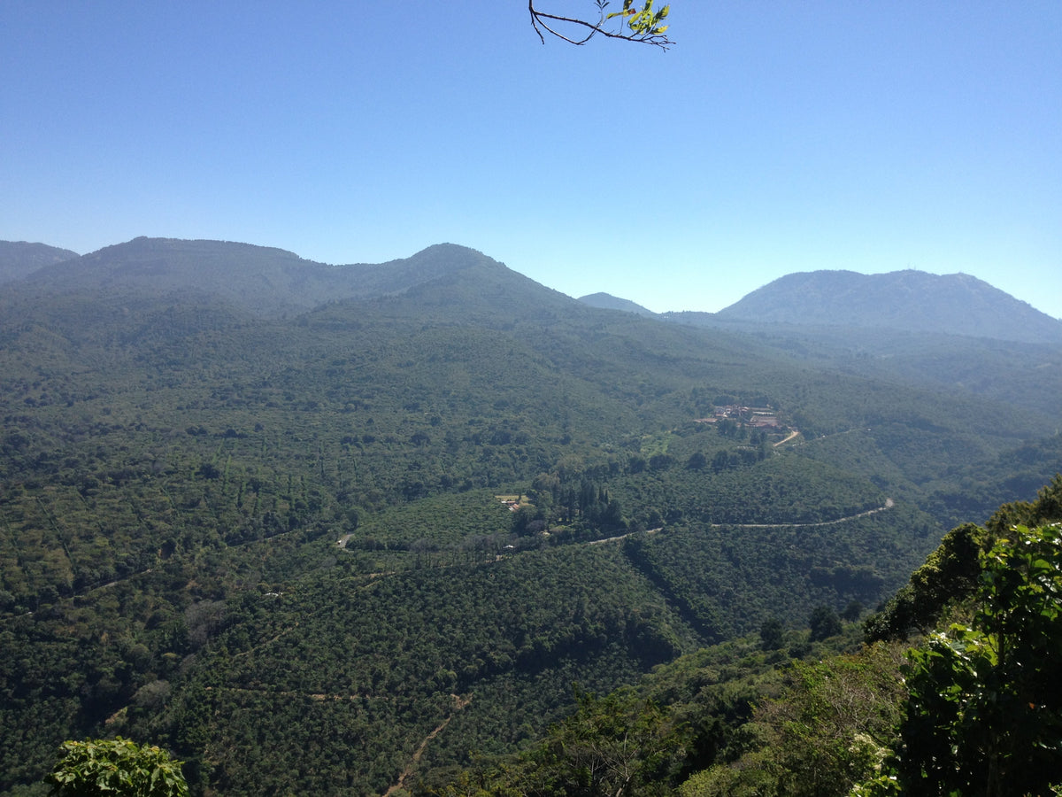 Single Origin Espresso - Finca Santa Matilde El Salvador