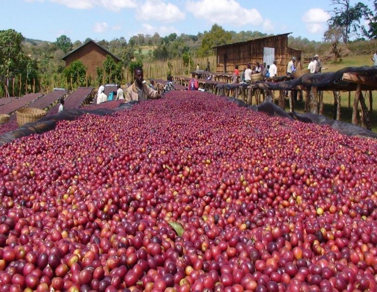 Single Origin Espresso - Yirgacheffe Wenago Ethiopia