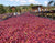 Single Origin Espresso - Yirgacheffe Wenago Ethiopia
