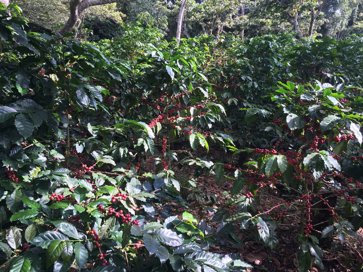 Single Origin Espresso - Finca Santa Matilde El Salvador