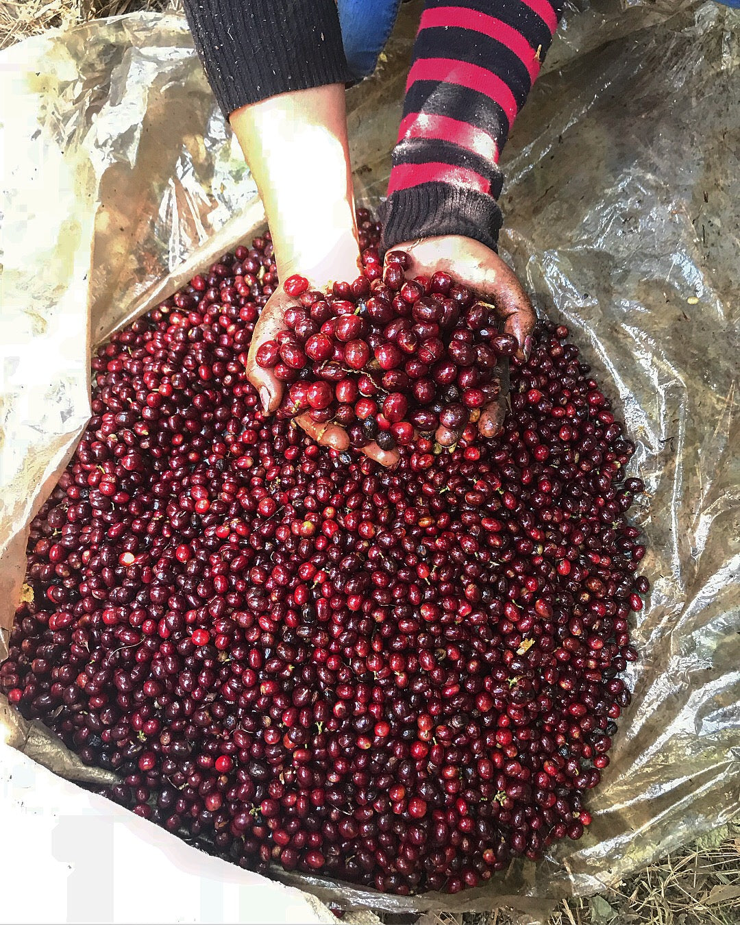 Single Origin Espresso - Finca Santa Matilde El Salvador