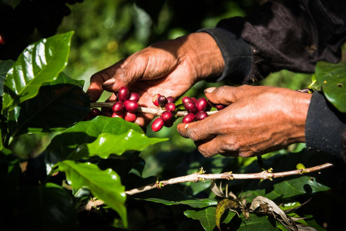 Single Origin Espresso - Finca Santa Matilde El Salvador