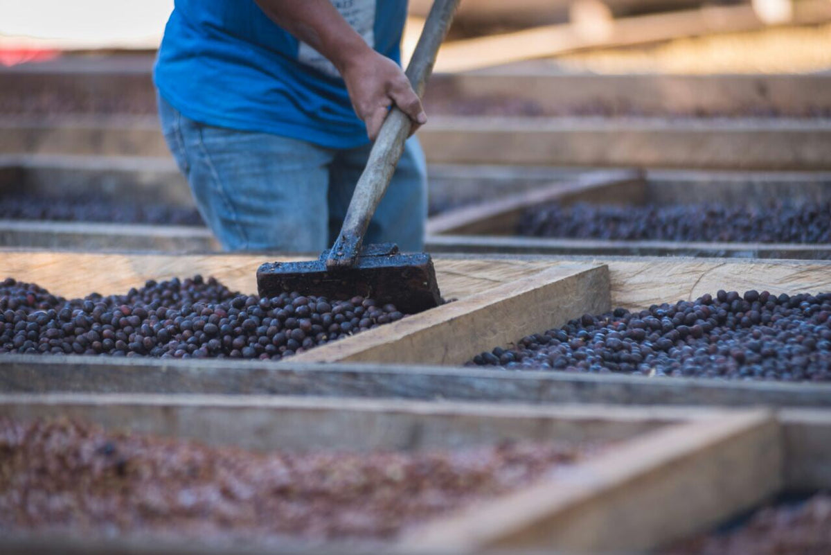 Single Origin Espresso - Finca Santa Matilde El Salvador