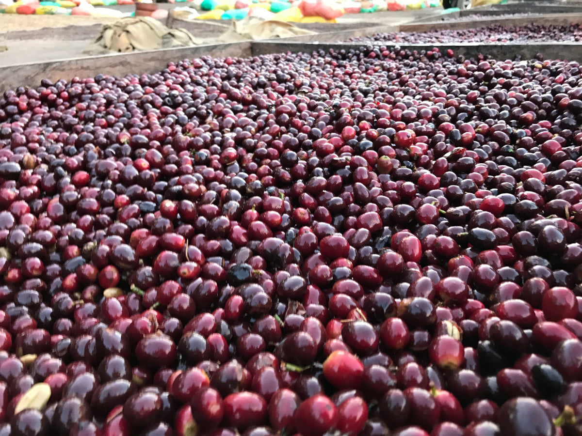 Single Origin Espresso - Finca Santa Matilde El Salvador