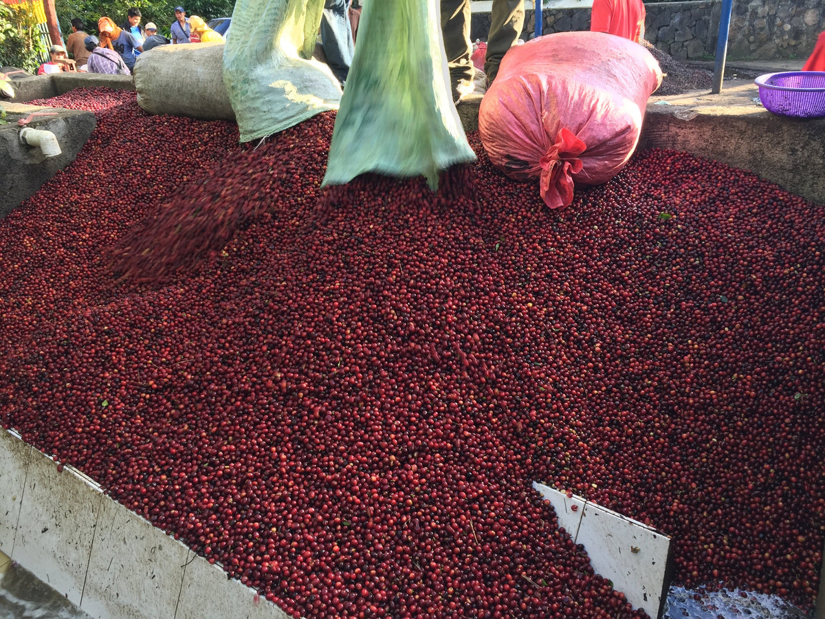 Single Origin Espresso - Finca Santa Matilde El Salvador