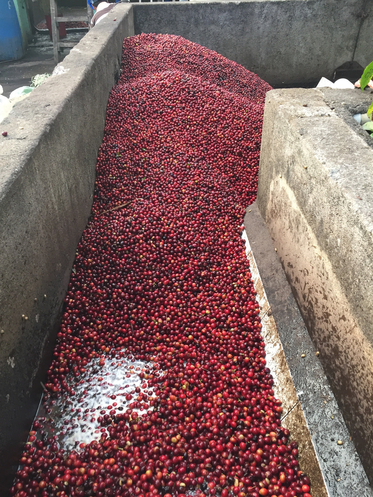 Single Origin Espresso - Finca Santa Matilde El Salvador