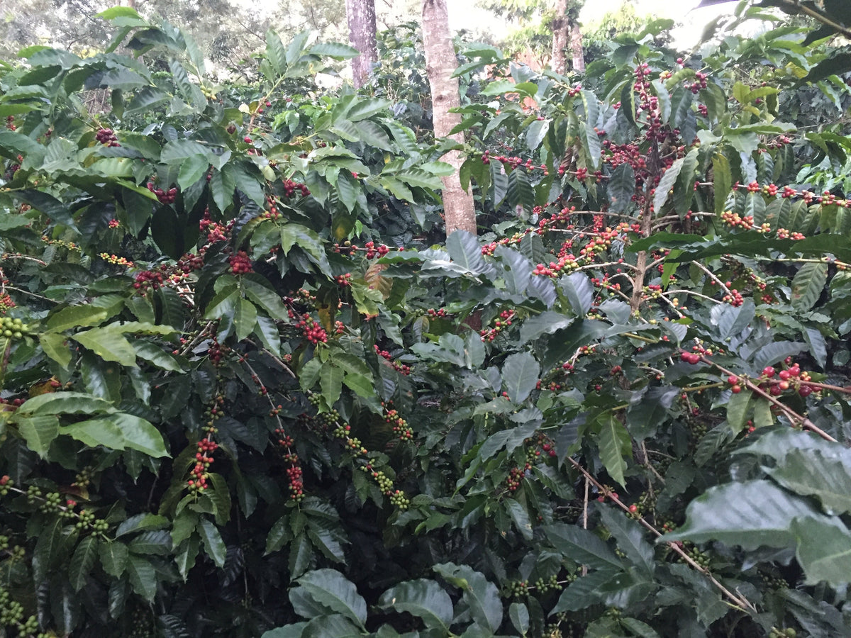 Single Origin Espresso - Finca Santa Matilde El Salvador